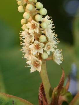 Image of tropical-almond