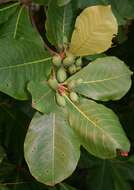 Image of tropical-almond