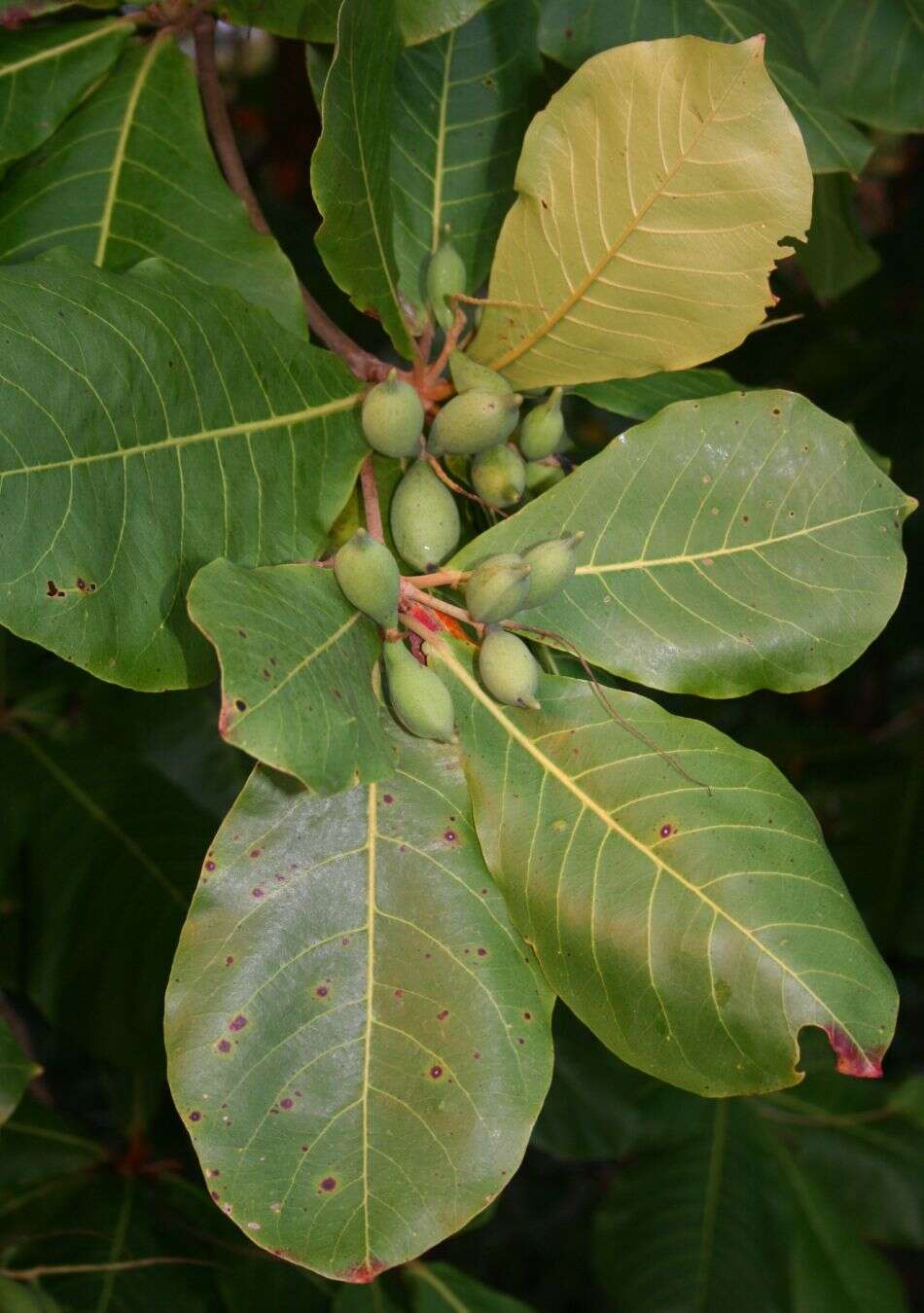 Image of tropical-almond