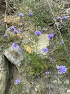 Image of California gilia