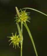 Image of Large Yellow-sedge