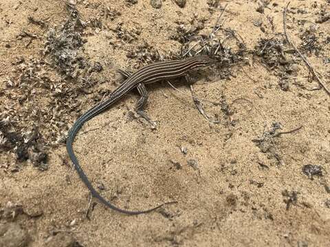 Image of Baja California Whiptail