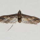 Image of Hydriris chalybitis Meyrick 1885