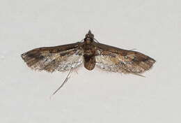 Image of Hydriris chalybitis Meyrick 1885