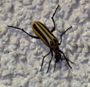 Image of Texas Beebalm Blister Beetle