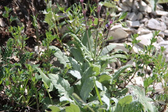 Image of Hoary Salvia