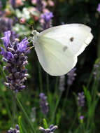Image of small white