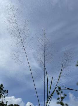 Image of Florida Dropseed