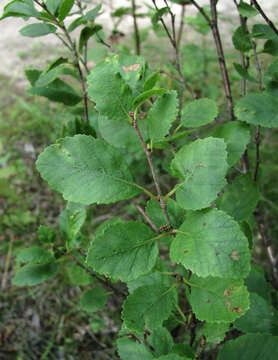 Image of Shrubby Birch