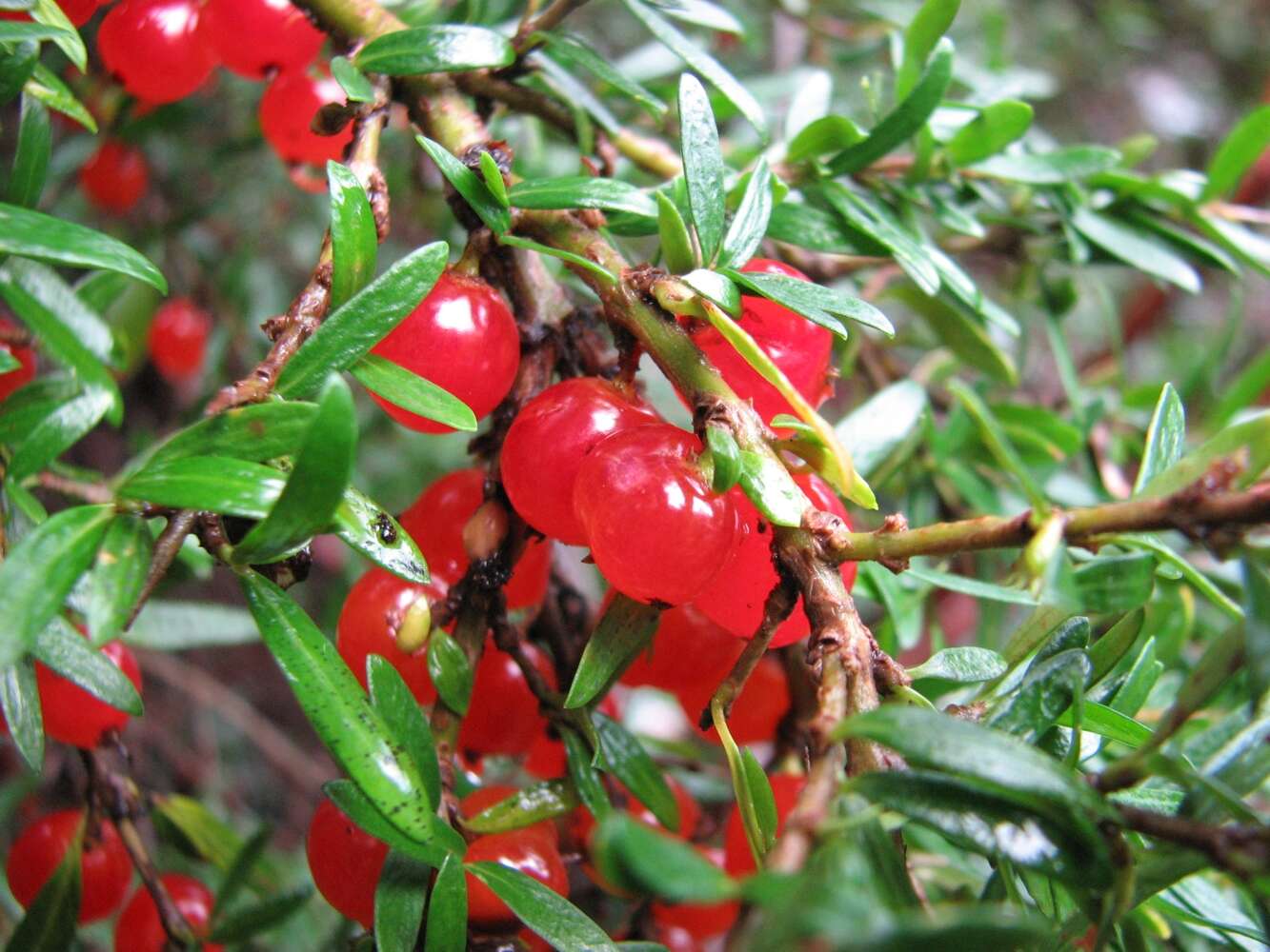 Image of Coprosma nitida Hook. fil.