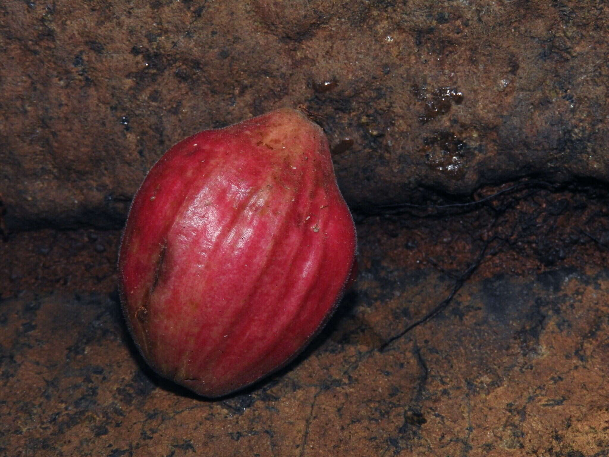 Image de Guettarda splendens Baill.