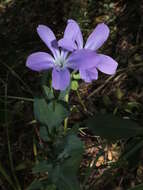 Imagem de Barleria wilmsiana Lindau