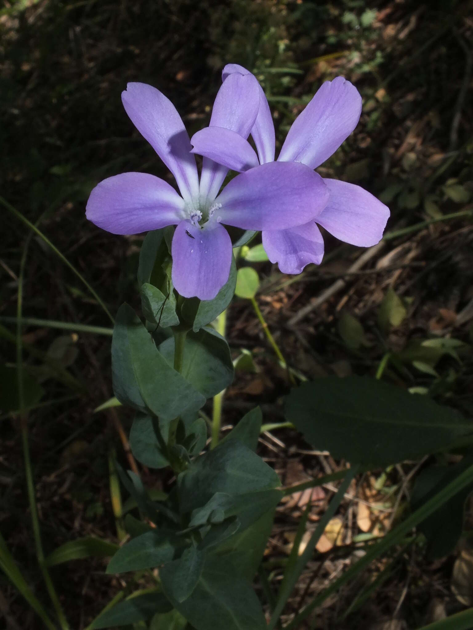 Image of Barleria wilmsiana Lindau