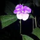 صورة Brunfelsia grandiflora D. Don