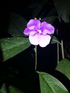 Brunfelsia grandiflora D. Don resmi