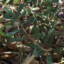 Image of Banksia audax C. A. Gardner