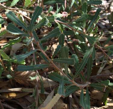 Imagem de Banksia audax C. A. Gardner