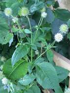 Image of small teasel