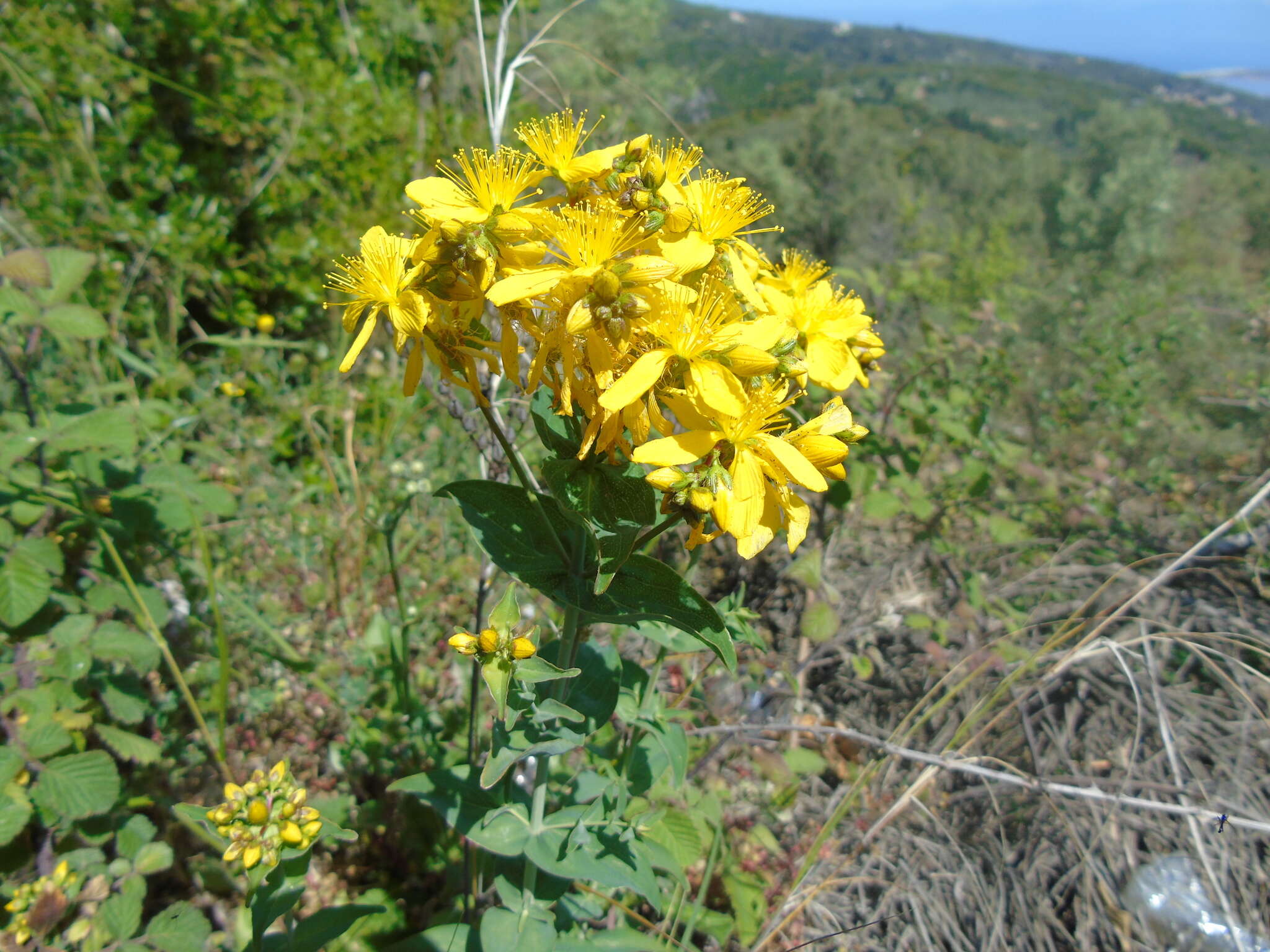 صورة Hypericum perfoliatum L.