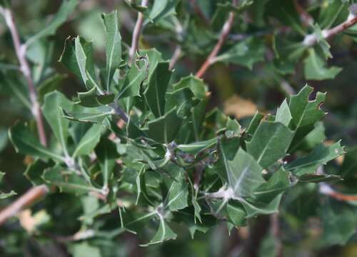 Image of Matchstick banksia