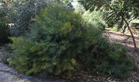 Image of Banksia grossa A. S. George