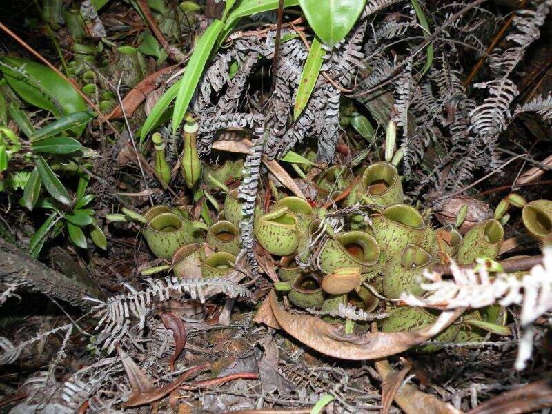 Image of Flask-Shaped Pitcher-Plant