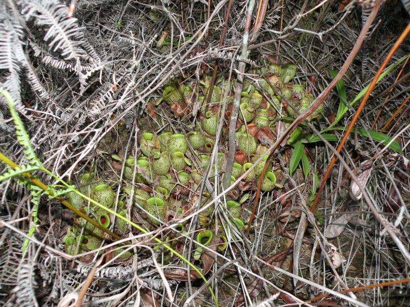 Image of Flask-Shaped Pitcher-Plant