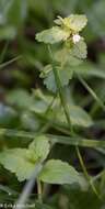 Image of Green field-speedwell