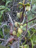 Image of Flask-Shaped Pitcher-Plant