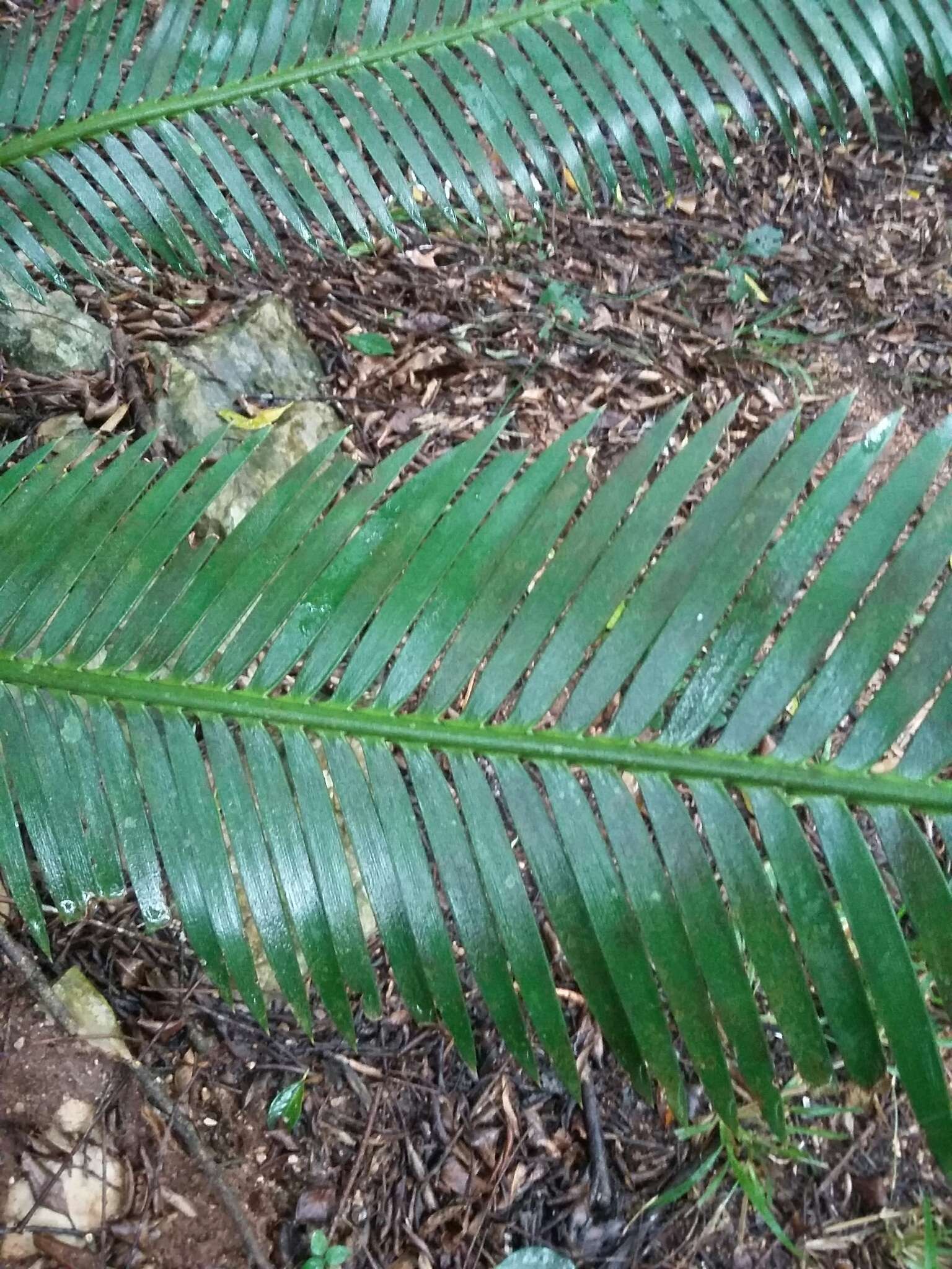 Image of Chestnut Dioon