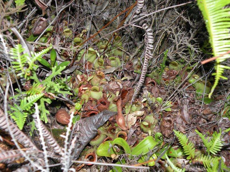 Image of Flask-Shaped Pitcher-Plant