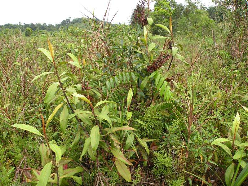 Image of Flask-Shaped Pitcher-Plant