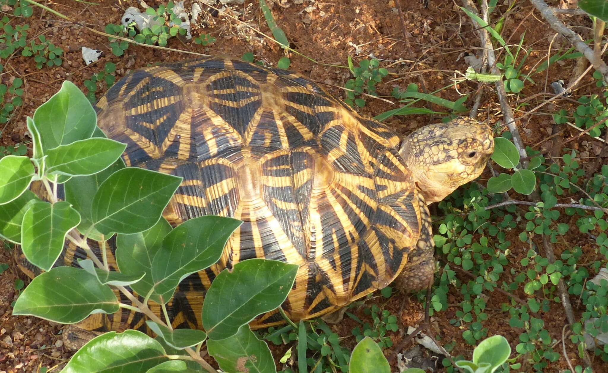 Image of Typical Tortoises