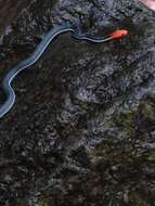 Image of Blue Coral Snake