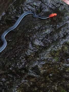 Image of Blue Coral Snake