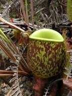 Image of Flask-Shaped Pitcher-Plant