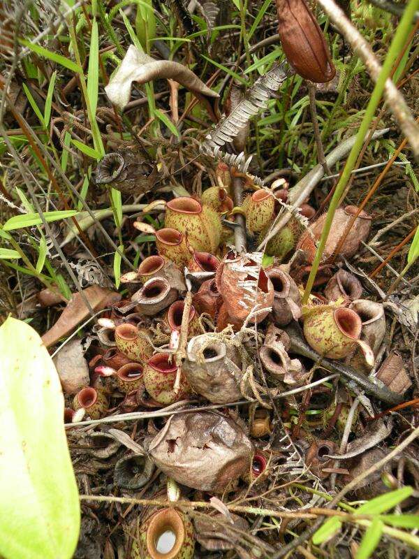 Image of Flask-Shaped Pitcher-Plant