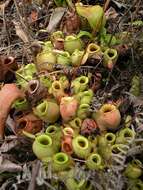 Image of Flask-Shaped Pitcher-Plant