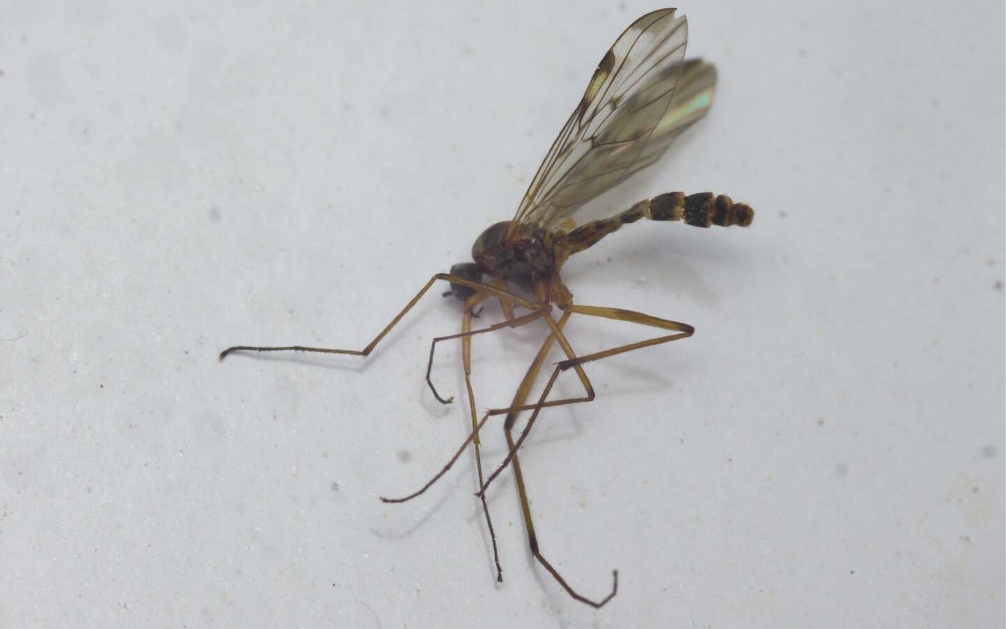 Image of Wood gnat