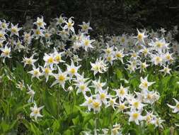 Imagem de Erythronium montanum S. Watson