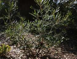 Image of Banksia pilostylis C. A. Gardner