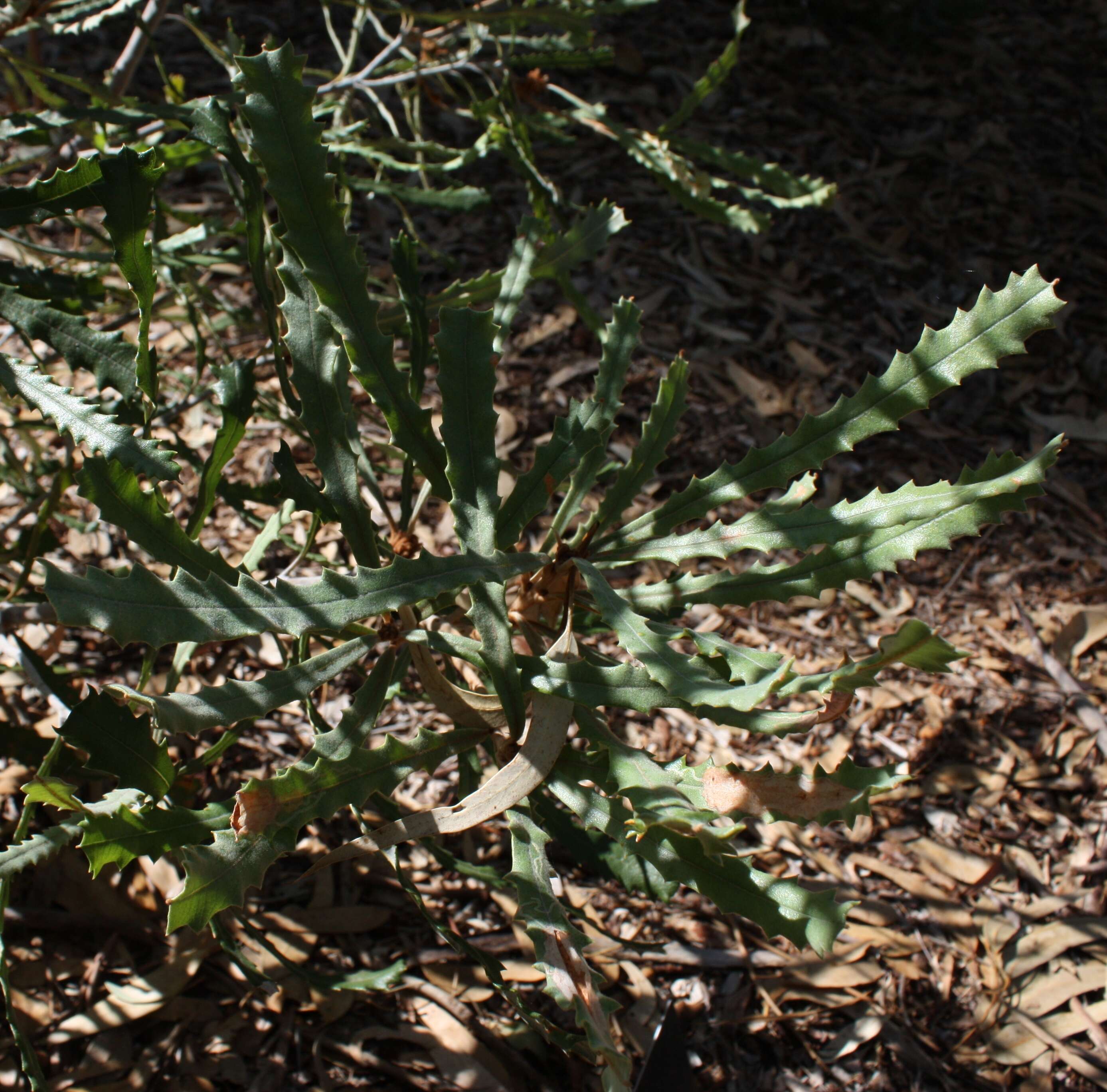 Image of Banksia pilostylis C. A. Gardner