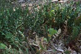 Image of Banksia repens Labill.