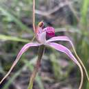 Image of Cherry spider orchid