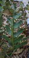 Image of Banksia repens Labill.