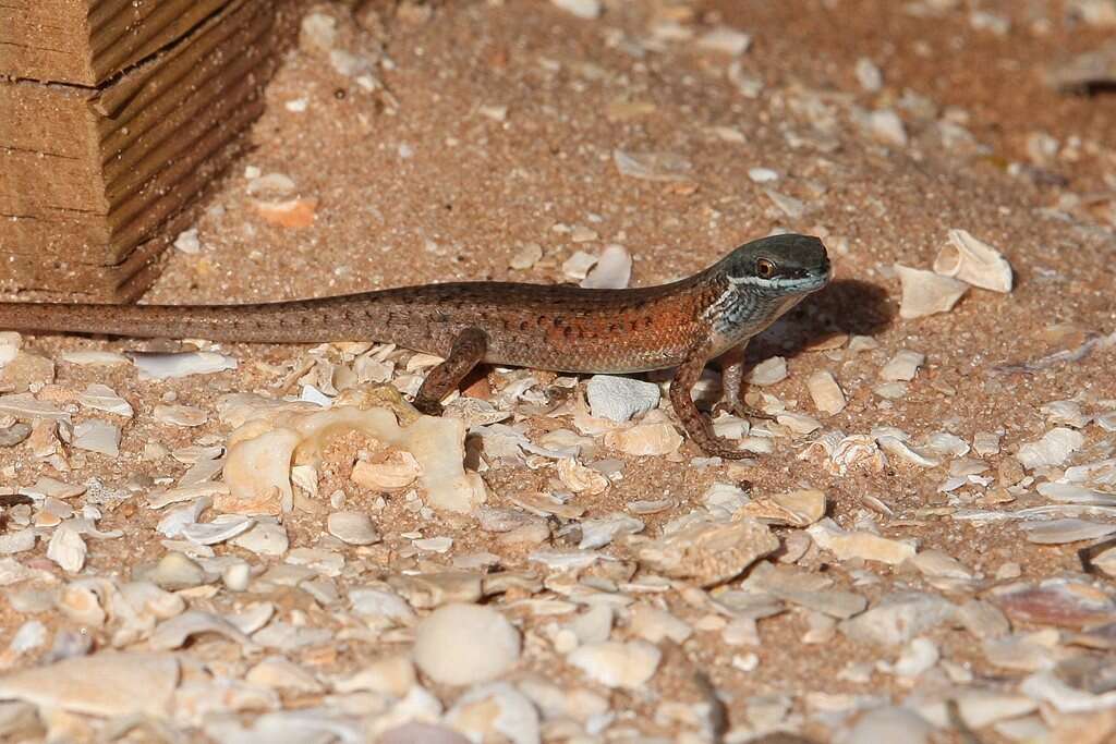 Image of Red-sided Rainbow-skink