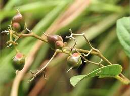 Image of Tetracera sarmentosa (L.) Vahl