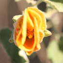 <i>Hibiscus <i>austrinus</i></i> var. austrinus的圖片