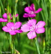 Image of maiden pink