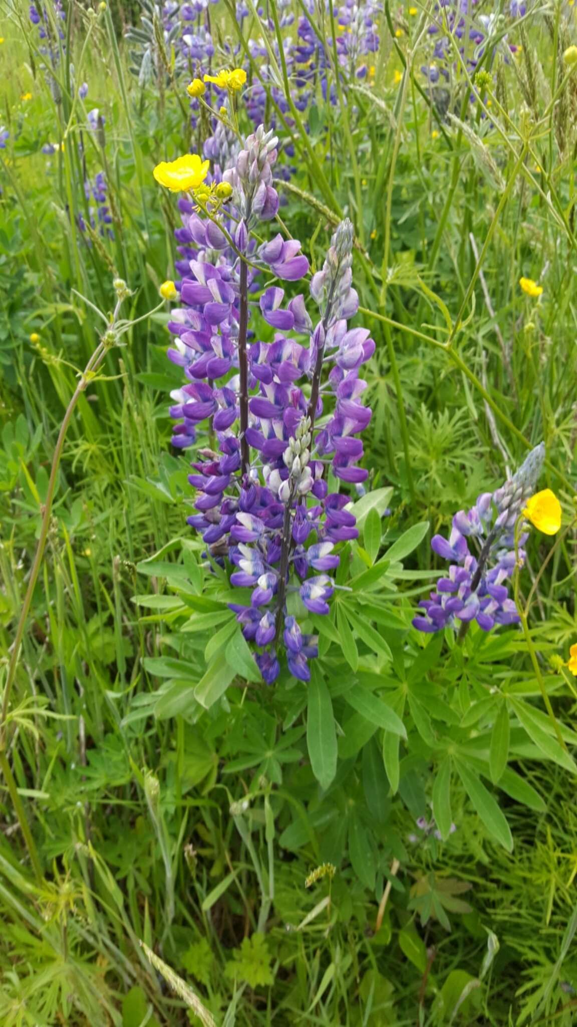 Image of Nootka Lupine